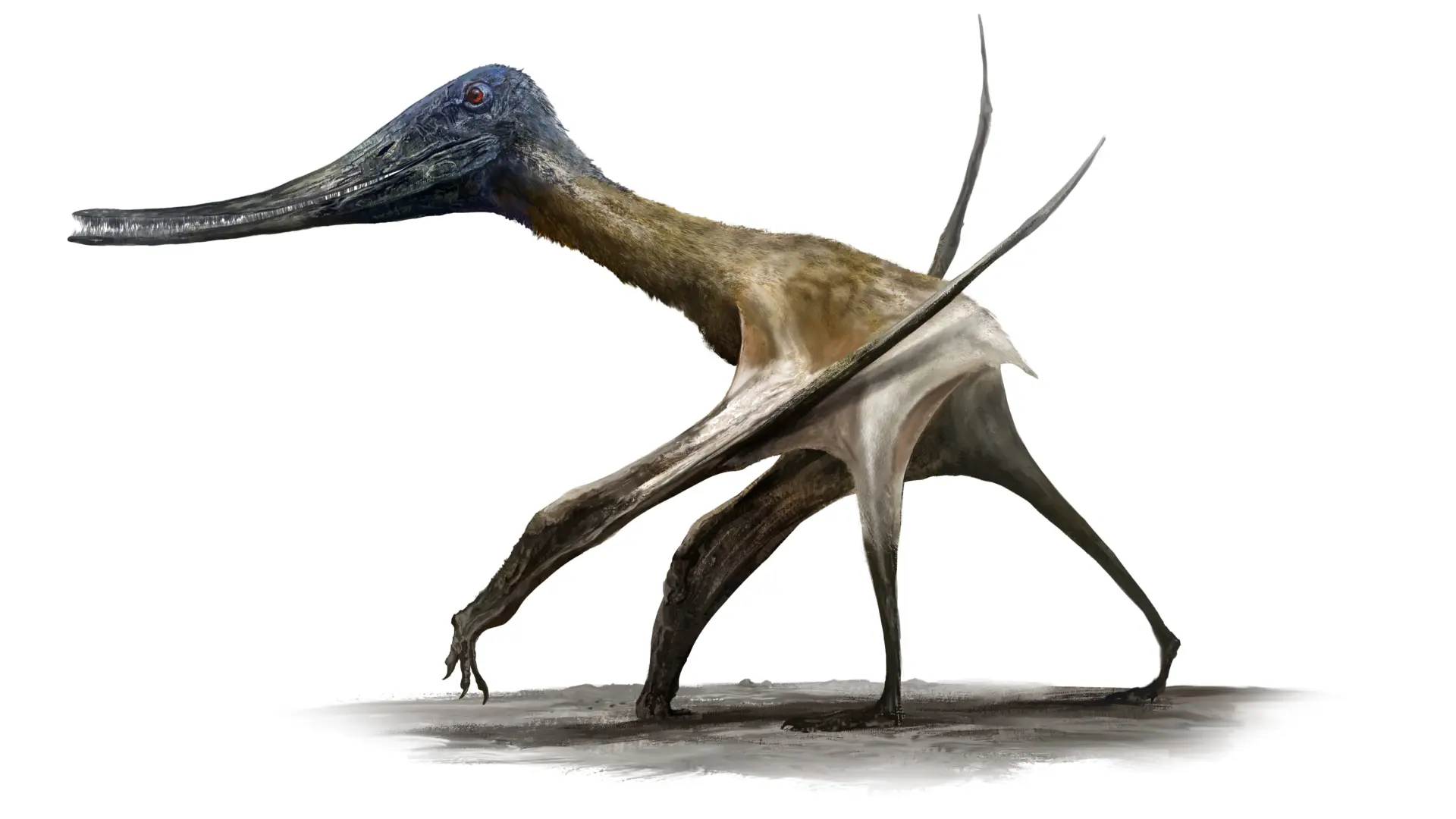 Ayak İzleri Anlattı: Pterozorlar Uçmak Kadar Yürümeyi de Biliyordu, Dinozorlarla Ortak Yaşam Alanları Vardı!