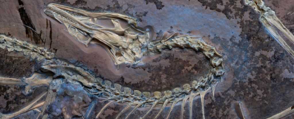 Uçuşun Atası Archaeopteryx Fosili Hakkında Yeni Detaylar Ortaya Çıktı