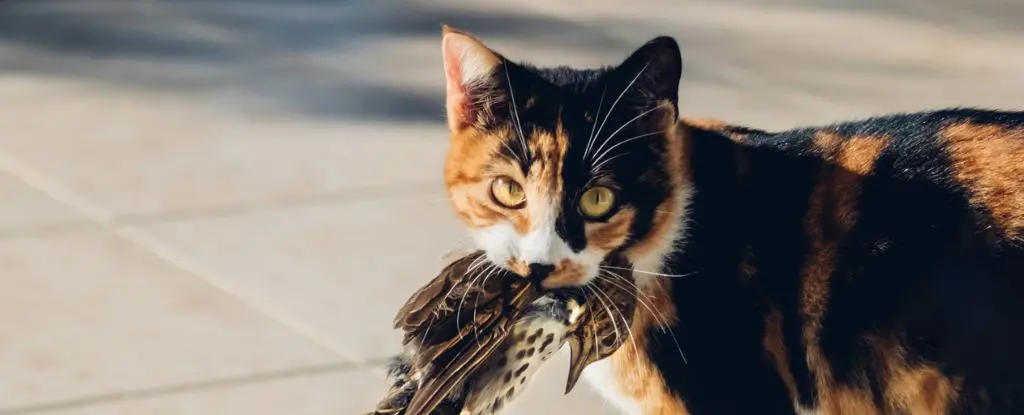 Kedilerdeki Kuş Gribi Vakaları Alarm Veriyor: Gizli Bir Salgın Tehdidi mi?