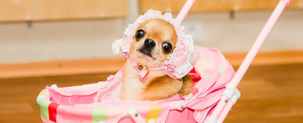 Çocuk Yerine Köpek Mi? Azalan Doğum Oranlarıyla Artan Dört Ayaklı Dost Trendi