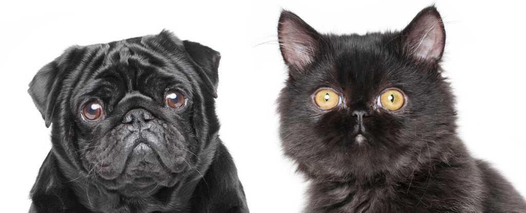 Bilim İnsanları Şaşırtıcı Keşfetti: Kediler ve Köpekler Artık Daha Çok Birbirine Benziyor