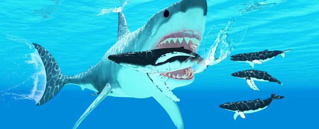 Megalodon'un Gerçek Menüsü Ortaya Çıktı: Sandığımızdan Çok Farklı!