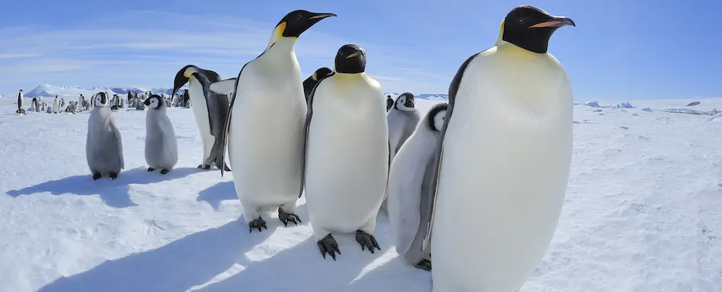 Penguen Kakası Antarktika'yı Soğutmaya Yardımcı Oluyor Olabilir: Şaşırtıcı Bilimsel Keşif