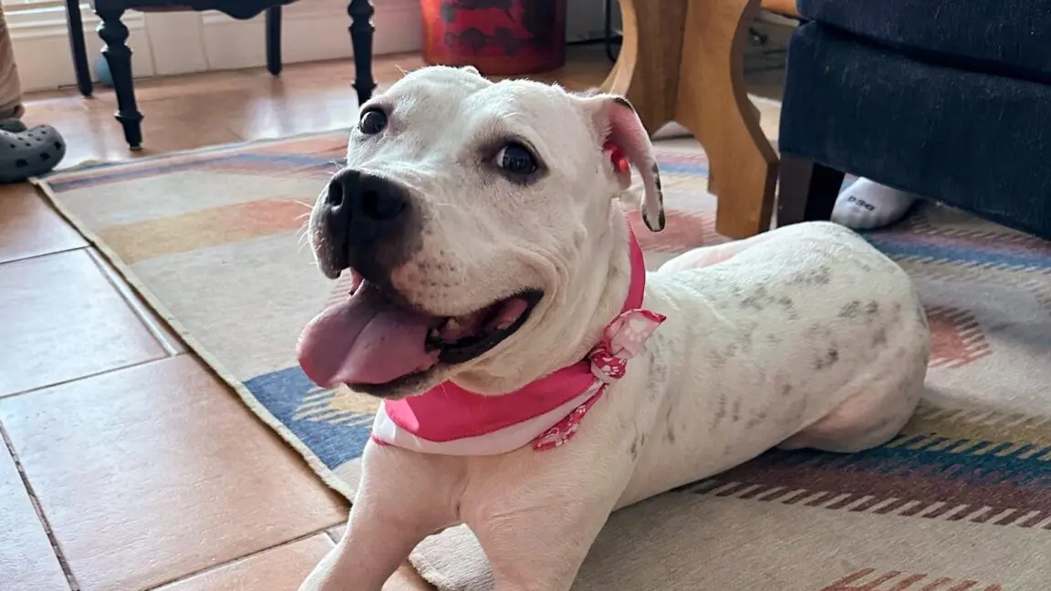 AirTag Kayıp Köpeği Sahibine Ulaştırdı: İşte Değiştirilebilir Pilin Gücü