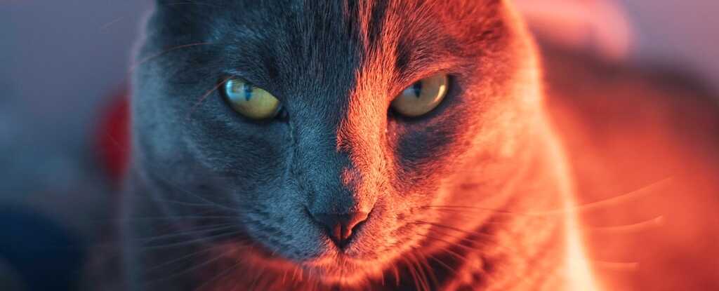 Dikkat: Yaygın Bir Kedi Paraziti Beyin İletişimini Ciddi Şekilde Bozuyor!