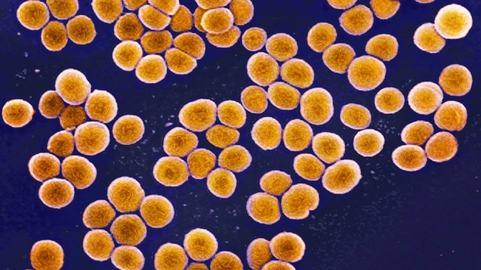 Süper Bakteriler İçimizde Evrimleşiyor: Genetik Takiple Tedavide Devrim
