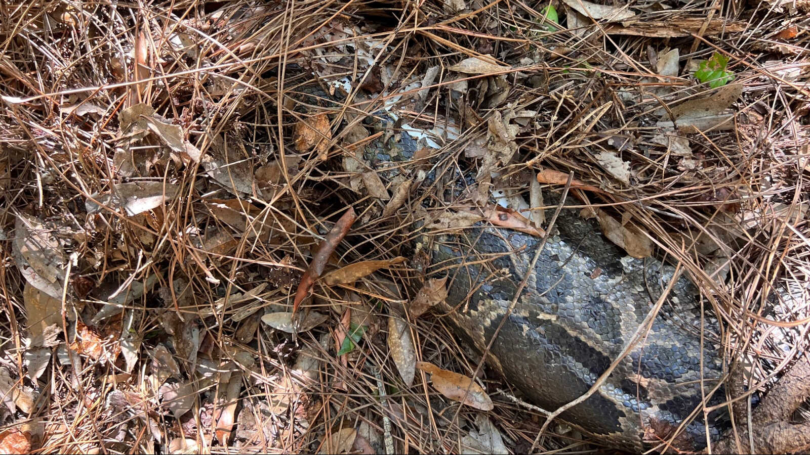 Doğanın İnanılmaz Savaşı: Everglades'te Bobcat, 4 Metrelik Dev Pitonu Avladı