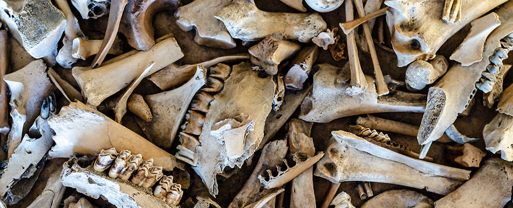 Neandertallerin Bilinmeyen Yüzü: 125.000 Yıl Önce 'Yağ Fabrikaları' Kurmuşlar!