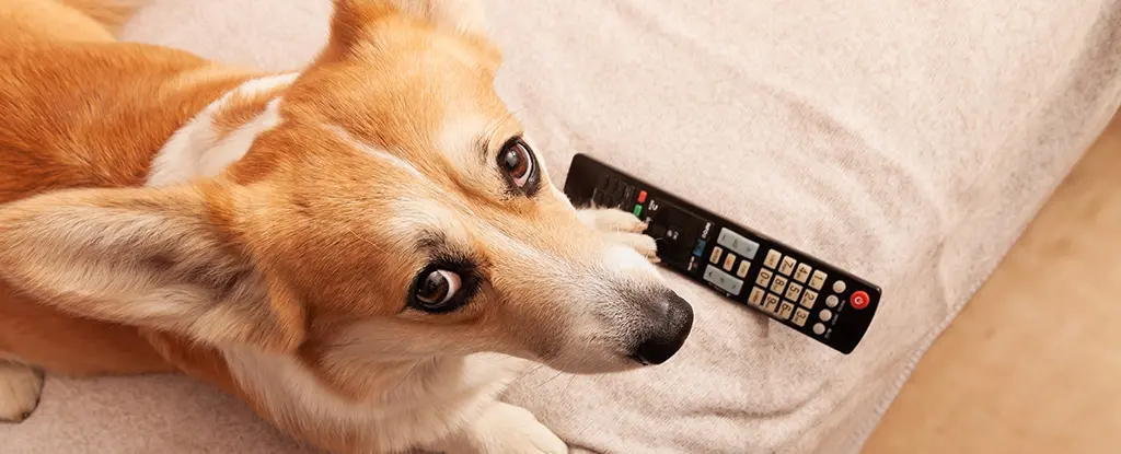 Köpeğinizin Televizyon Keyfi Kişiliğine Göre Değişiyor: Bilimsel Araştırma Ortaya Koydu