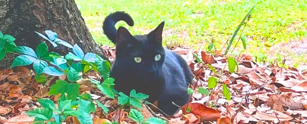 Bilim Dünyasında Bir İlk: Kedi, İkinci Kez Yeni Virüs Buldurdu!