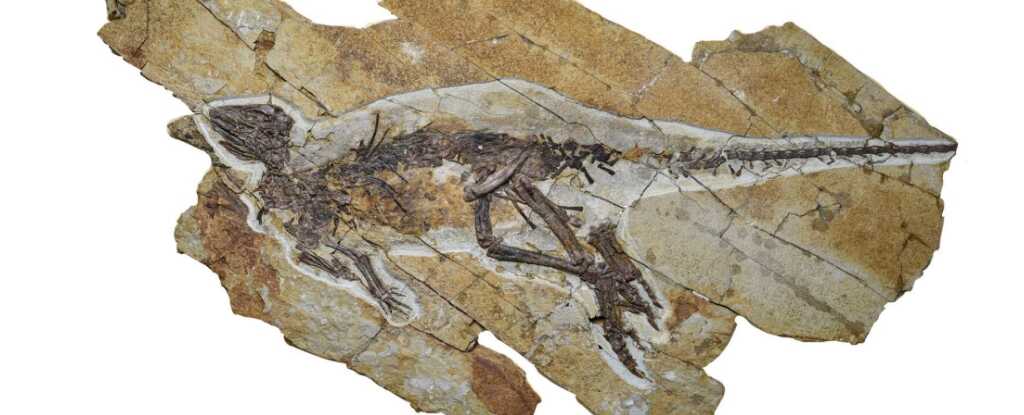 Dinozorların Sesleri Hakkında Yeni Keşif: Filmlerdeki Gibi Bağırıyorlar mıydı?