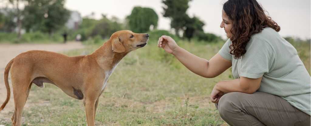 Süper Köpekler Parkinson'ı Burnundan Tanıyor: Bilim Dünyasında Yeni Dönem!