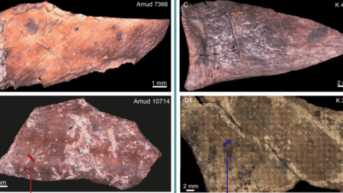 Neandertaller'in Sofra Kültürleri Şaşırtıcı Derecede Farklıydı: 60 Bin Yıl Öncesinden Lezzet Keşfi