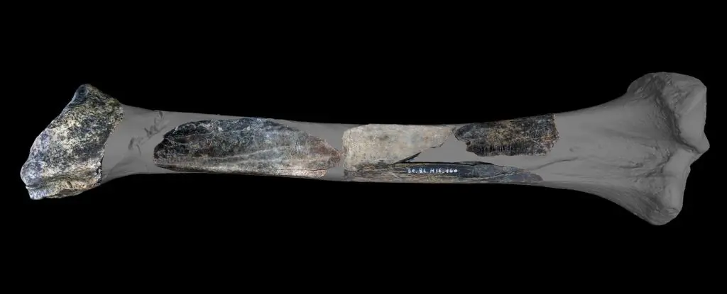 Neandertallerden Akıl Almaz Buluş: 130.000 Yıllık Mağara Aslanı Kemiği Çok Amaçlı Alete Dönüştü!