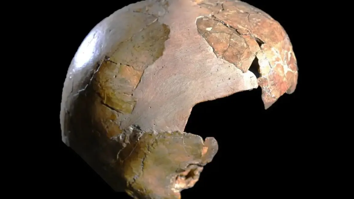 Şaşırtan Keşif: İnsan ve Neandertal Karışımı Bir Çocuk Kafatası Ortaya Çıktı!