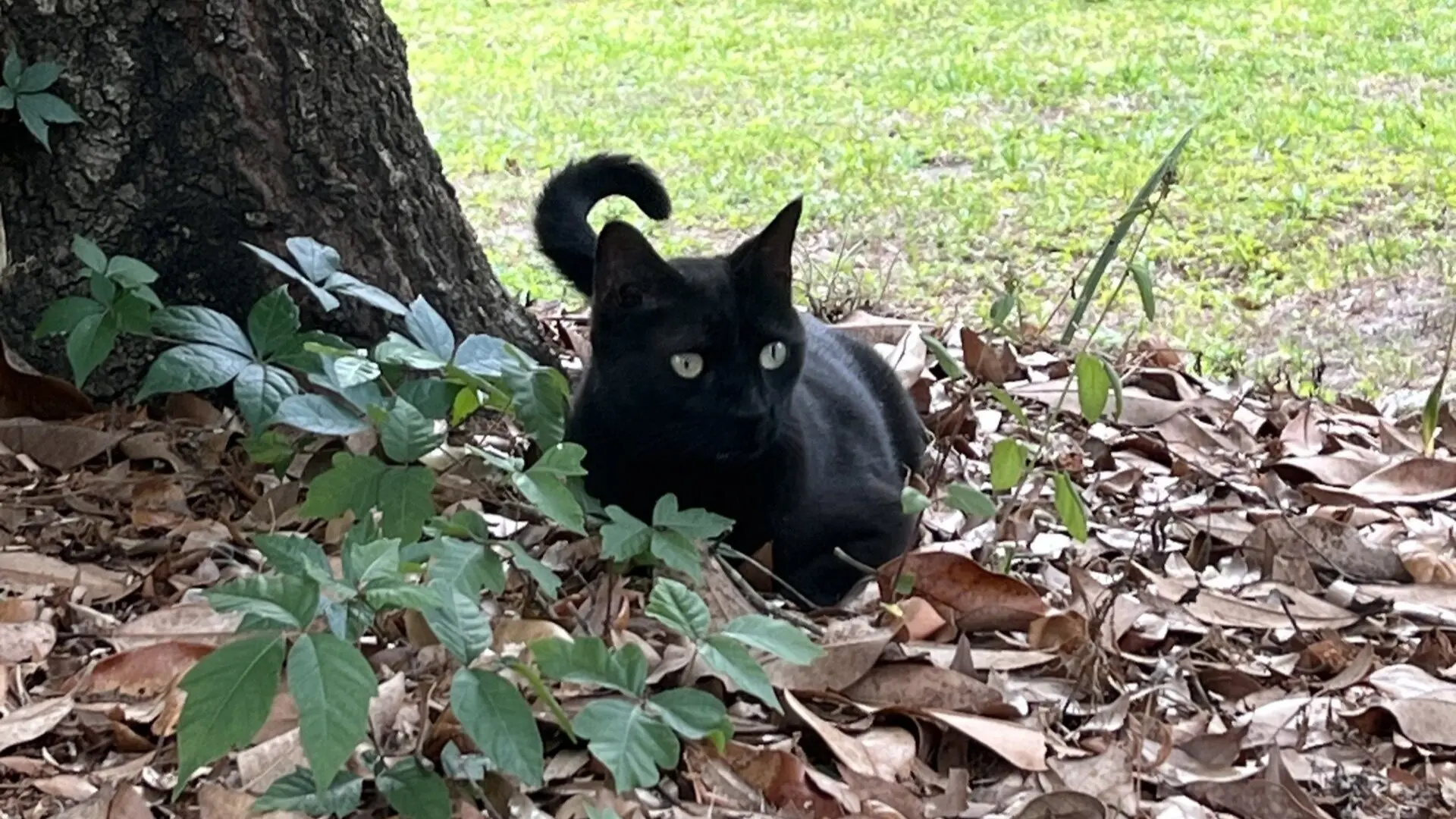 Virüs Avcısı Kedi Pepper Yine İş Başında: İkinci Kez Yeni Bir Virüs Keşfetti!