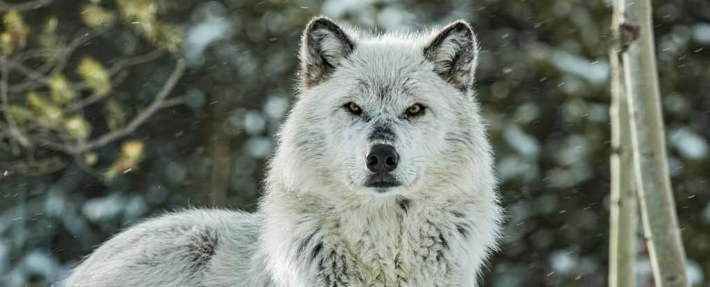 Kurtların Dönüşü Yellowstone'da Aspen Ormanlarını Yeniden Canlandırdı: Bilim Dünyası Şaşkın!