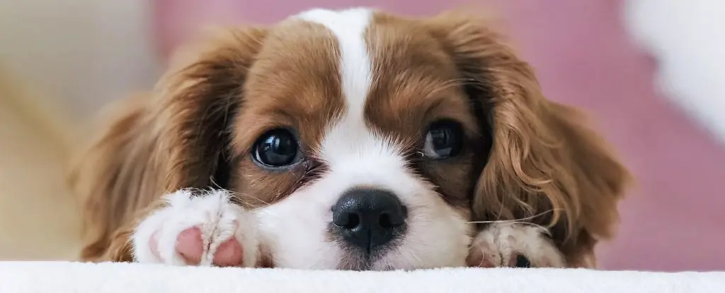 Köpeğiniz Zihninizi Okuyabiliyor: İşte Bilimsel Açıklaması!