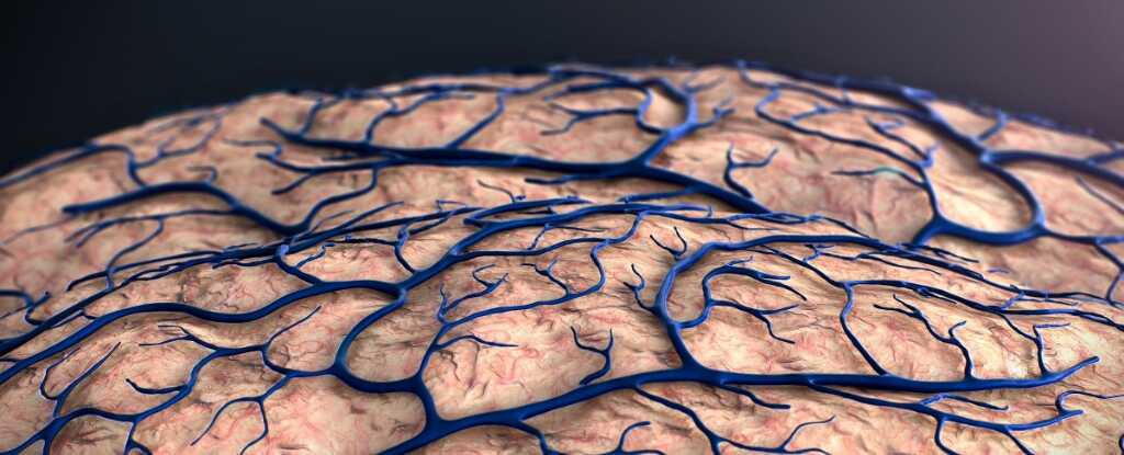 Bilim İnsanları Alzheimer'ın Kaynağını Beynin Sınırlarında Buldu: Yeni Tedavi Yolları Açılabilir!