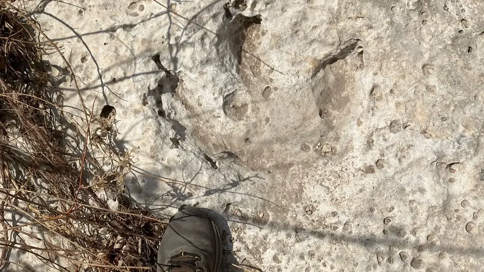 Texas'taki Sel Felaketi Dev Bir Keşfe Yol Açtı: 115 Milyon Yıllık Dinozor İzleri Ortaya Çıktı!