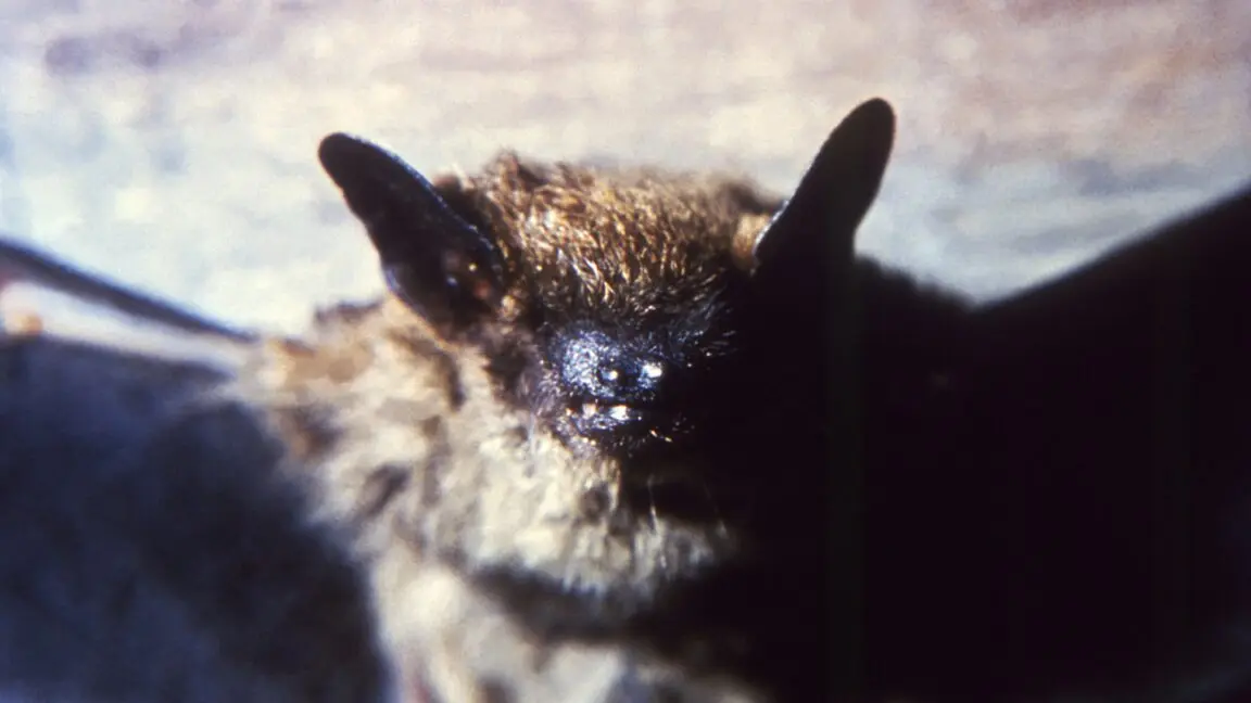 Grand Teton Otelinde Gizli Tehlike: 200'den Fazla Misafir Rabies Riskiyle Karşı Karşıya!