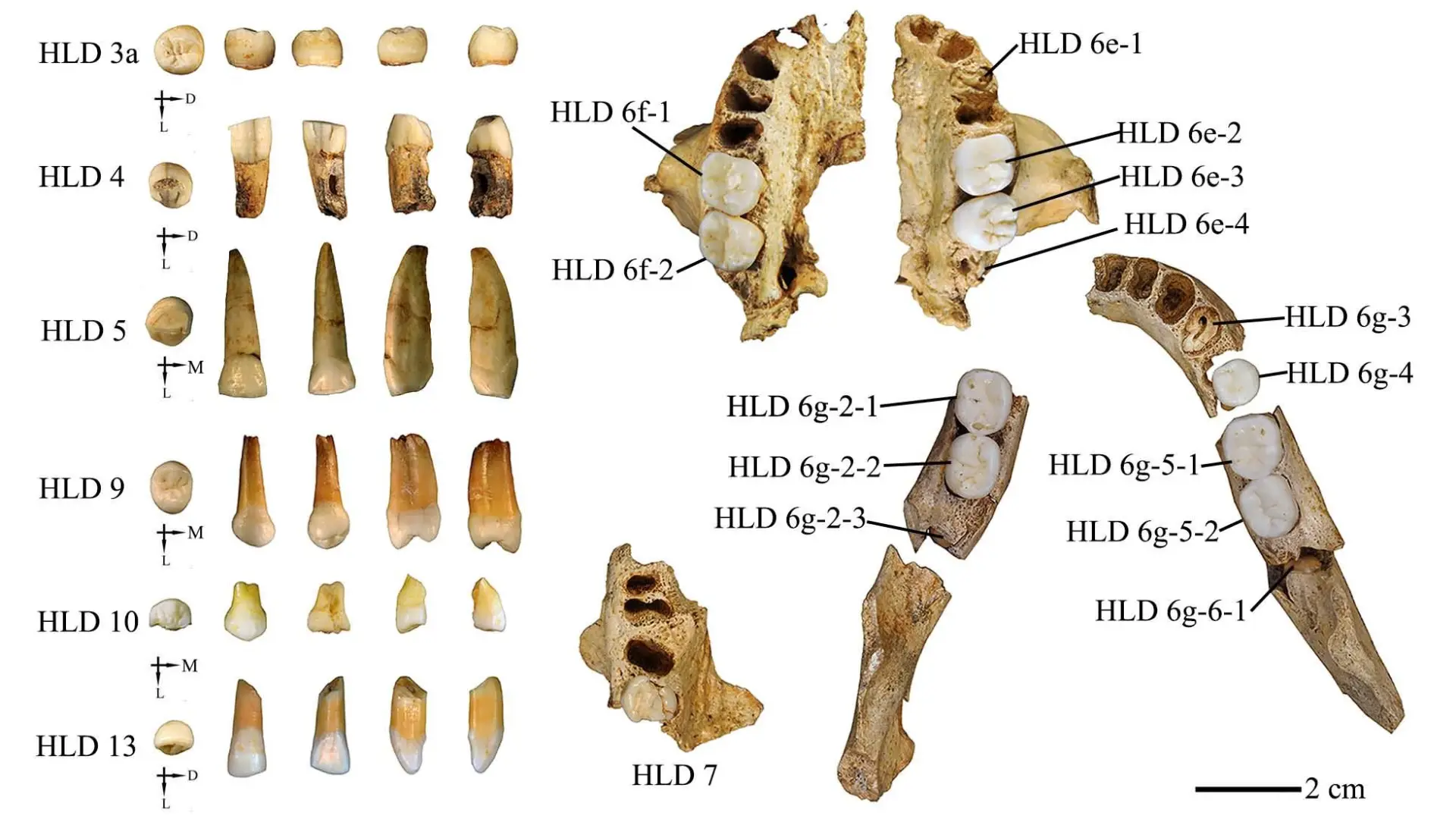 300 Bin Yıllık Dişler Ortaya Çıktı: İnsanlar ve Homo Erectus Arasında Çapraz Üreme Mi Gerçekleşti?