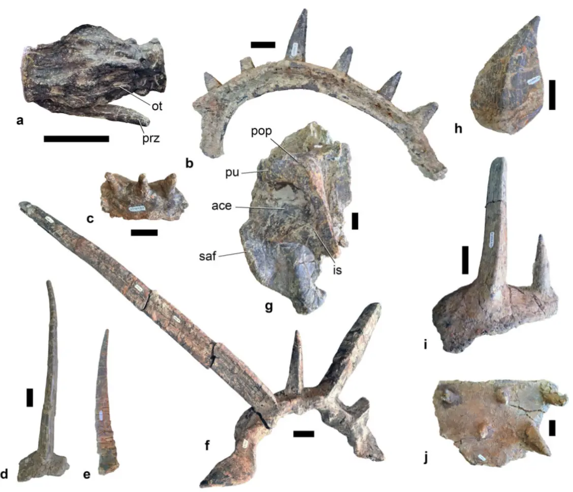 Punk Rock Ankylosaur Keşfedildi: Milyon Yıl Önceki Evrim Şaşırtıyor!
