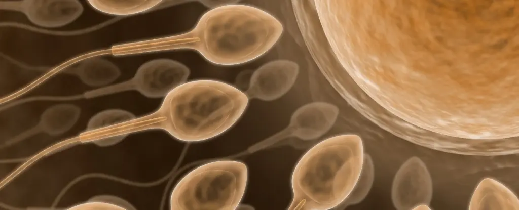 Erkek Kısırlığı İçin Devrimsel Gelişme: Hormonsuz Hap İlk İnsan Denemelerini Başarıyla Tamamladı