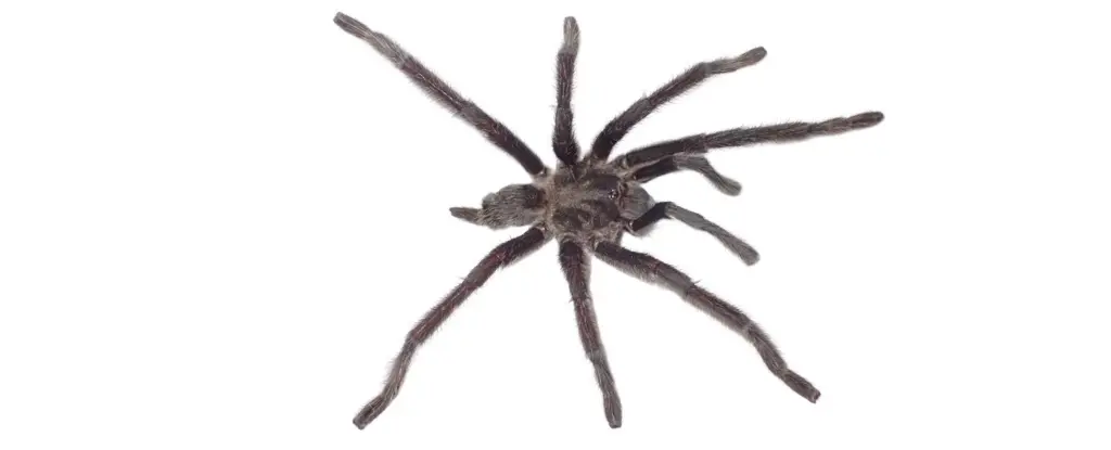 Rekor Kırarak Cinsel Organıyla Dikkat Çeken 'Genital Kral' Tarantula Keşfedildi!