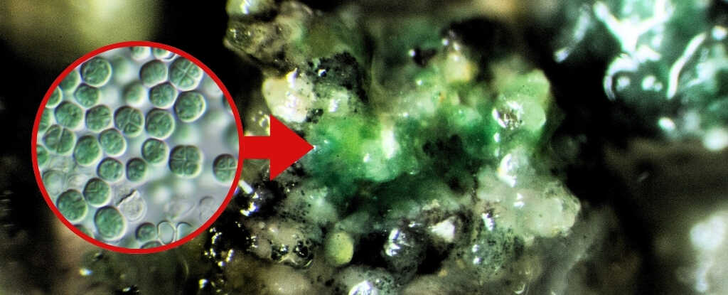 Mars Tozunu Yiyip Oksijen Üreten Mikroorganizma: Gezegenlerarası Bir 