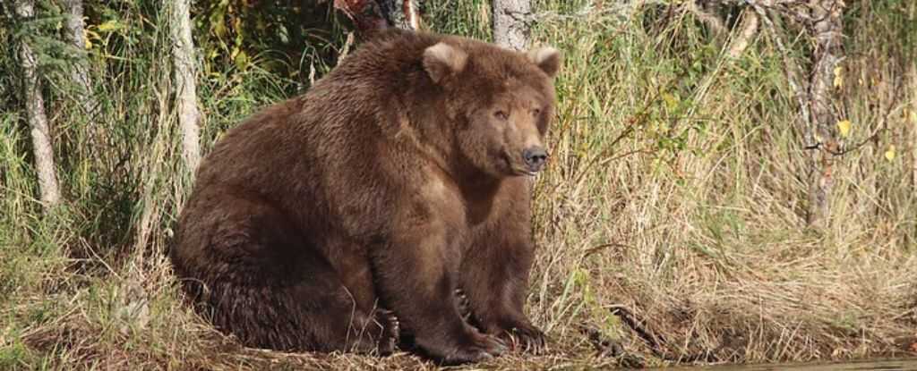 Doğanın En Şişman Yıldızları Sahneye Çıkıyor: Fat Bear Week Başladı!