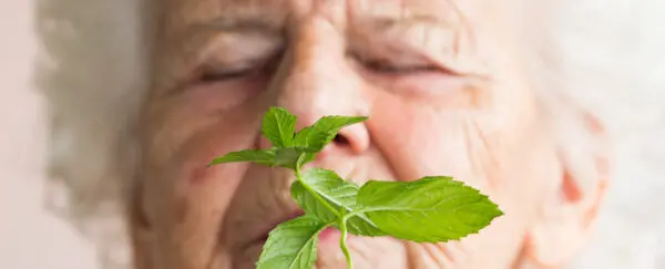 Mentol ve Alzheimer: Farelerde Ortaya Çıkan Şaşırtıcı Bağlantı ve Tedavi Umutları