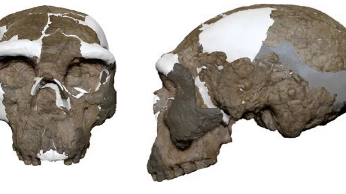 Çin'deki Milyon Yıllık Kafatası: Denisovan mı, Yoksa Yeni Bir Tür mü?