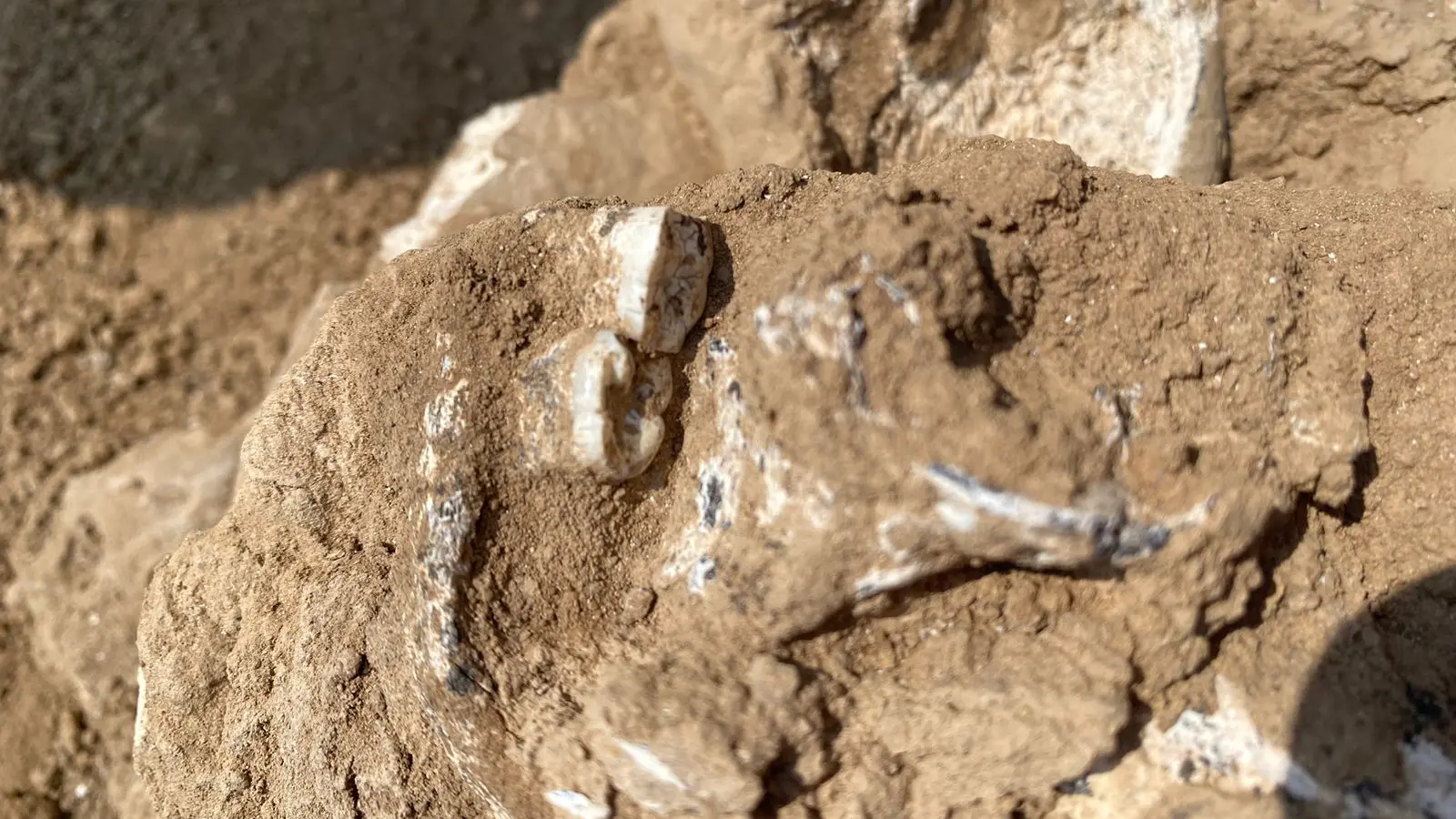 Georgia'da 1.8 Milyon Yıllık İnsan Çene Kemiği Bulundu: Homo Erectus'un İlk Kanıtı Olabilir!