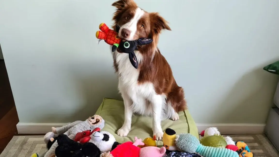 Köpekler Oyuncaklarını İşlevlerine Göre Sınıflandırabiliyor: Şaşırtıcı Keşif!