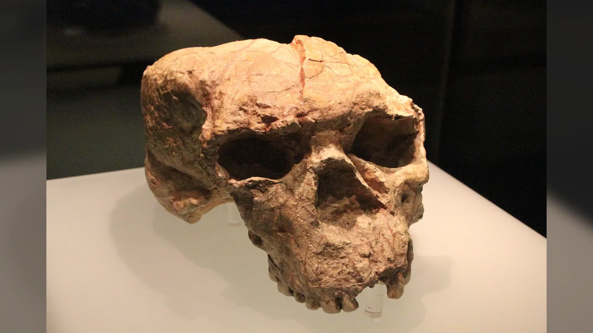 1 Milyon Yıllık Kafatası: Neandertaller, Denisovalılar ve İnsanların Kökenlerine Işık Tutuyor