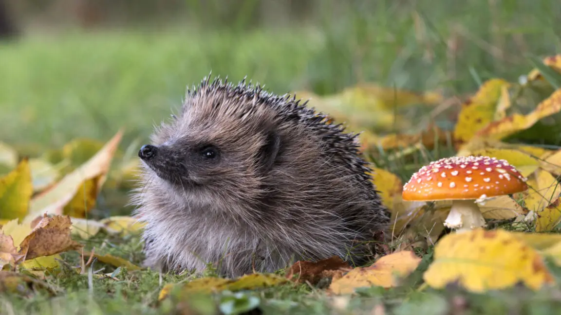 Uzaydan Kirpi Aramak Yerine, Sivri Böğürtlenleri Bulun: Yapay Zeka ile Habitat Keşfi