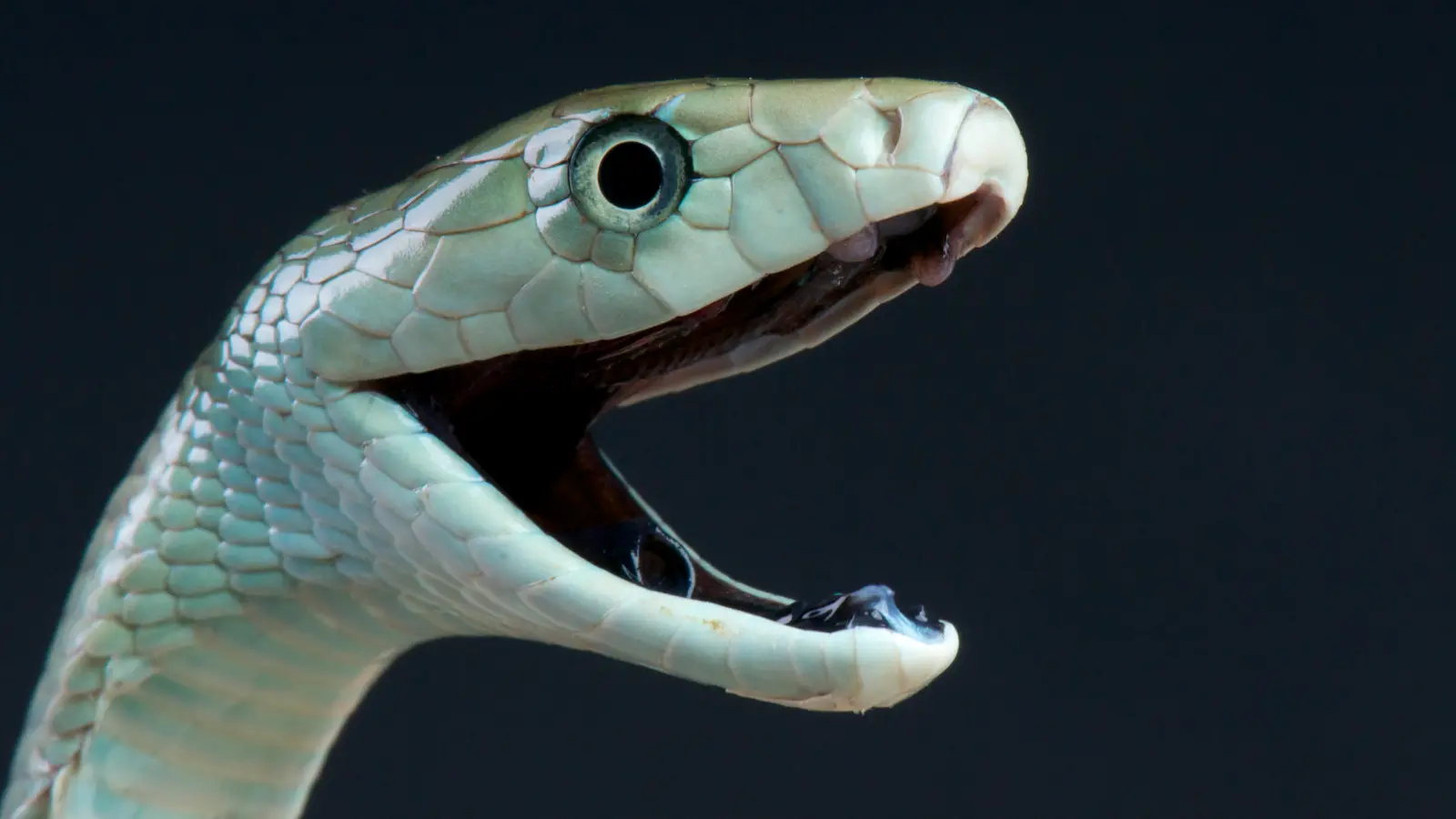 Mamba Zehri: Antivenom Sonrası Neden Belirtiler Kötüleşiyor? Bilim İnsanları Açıklıyor