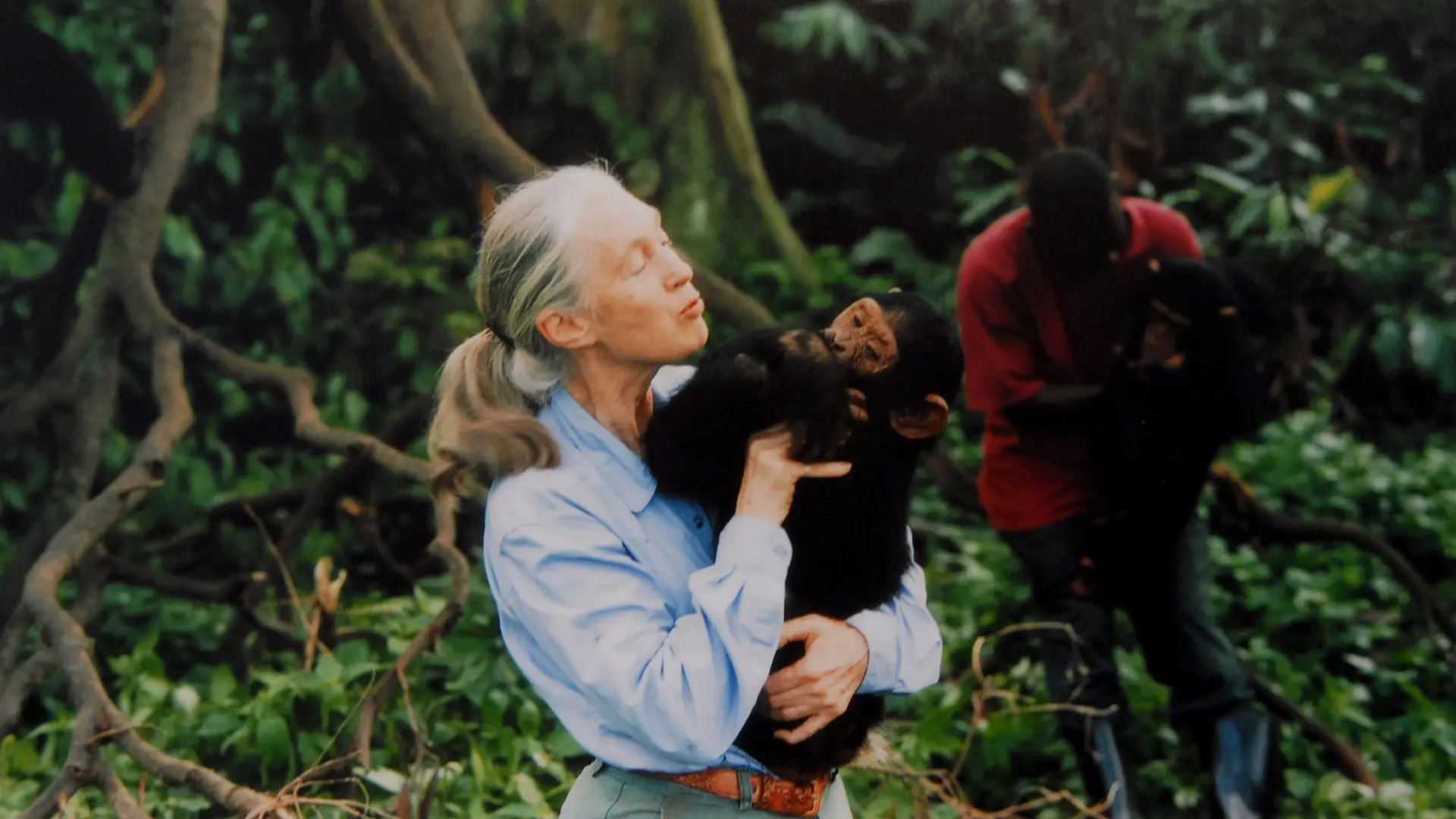 Primotoloji Dünyası Yastı: Jane Goodall 91 Yaşında Vefat Etti