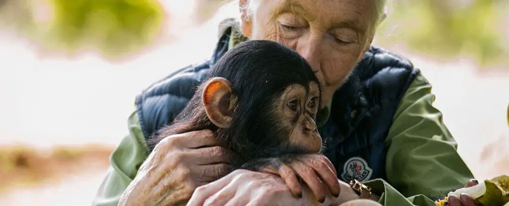 Jane Goodall'nin Şempanze ve İnsan Anlayışımızı Sonsuza Dek Değiştiren Mirası