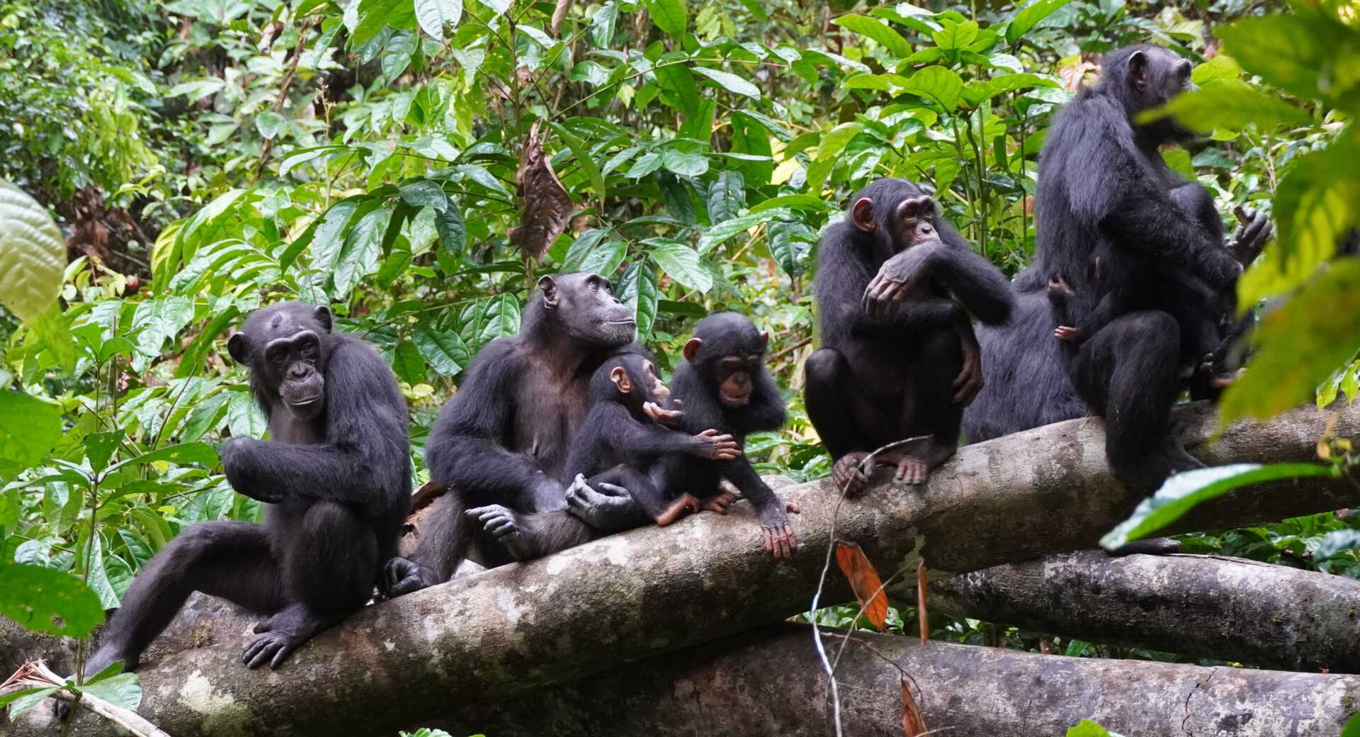 Jane Goodall'ın Mirası: Şempanze Araştırmalarını Dönüştüren Kadın ve Bilim Dünyasına Bıraktığı Dersler