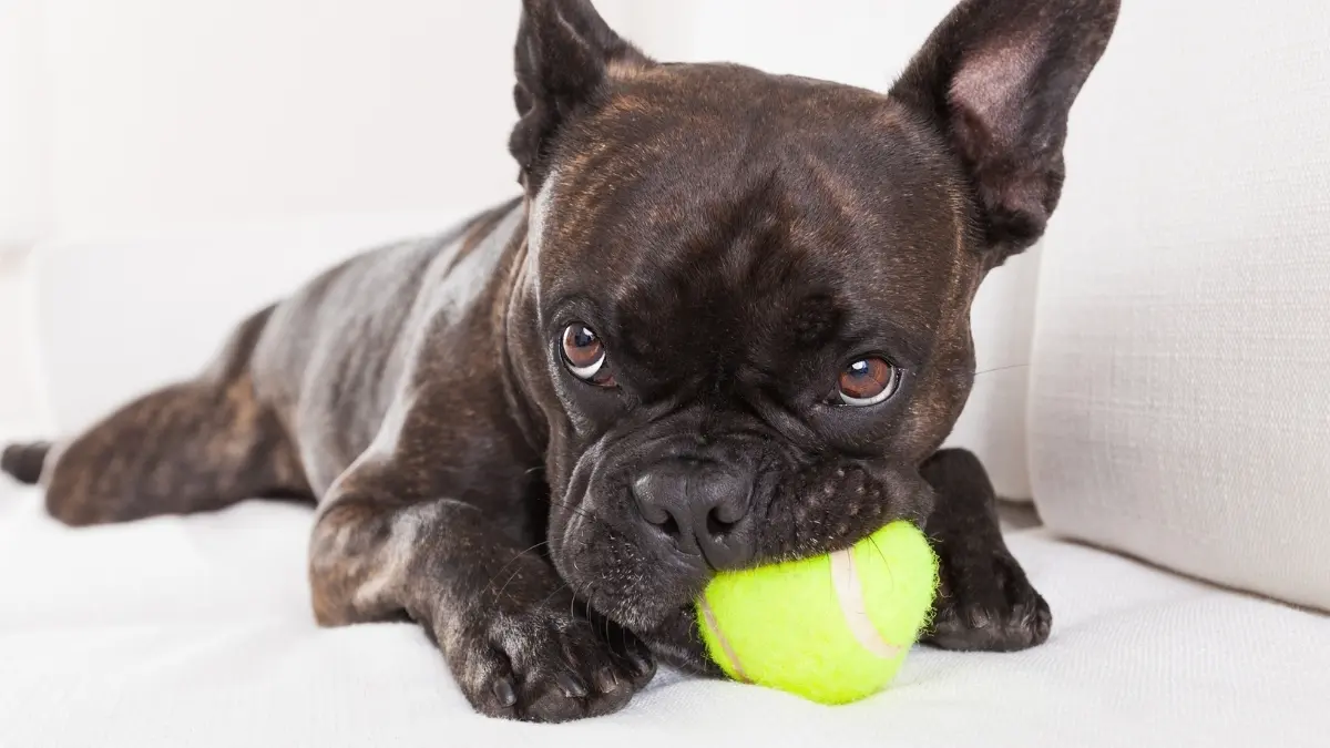 Top Köpeklerde Oyuncak Bağımlılığı: İnsan Bağımlılıklarıyla Benzerlikler mi Var?