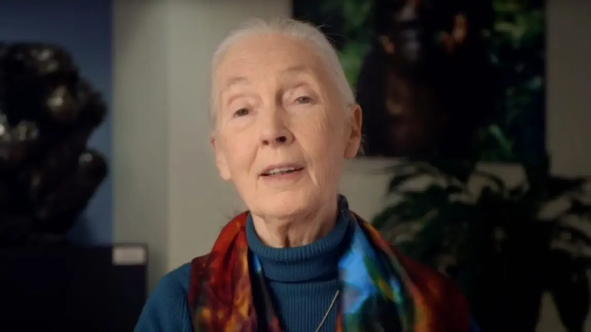 İnsan ve Hayvan İlişkisini Yeniden Tanımlayan Devrimci Bilim İnsanı Jane Goodall Hayatını Kaybetti