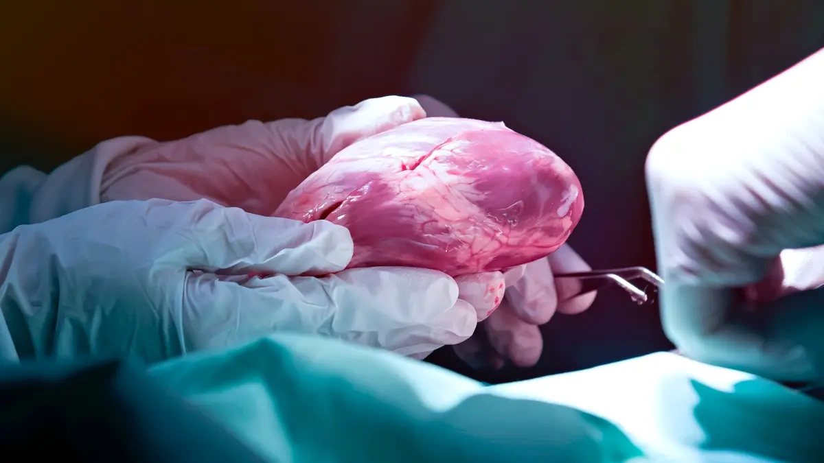 Organ Nakilleriyle Ebedi Gençlik Mümkün mü? Bilim Ne Diyor?
