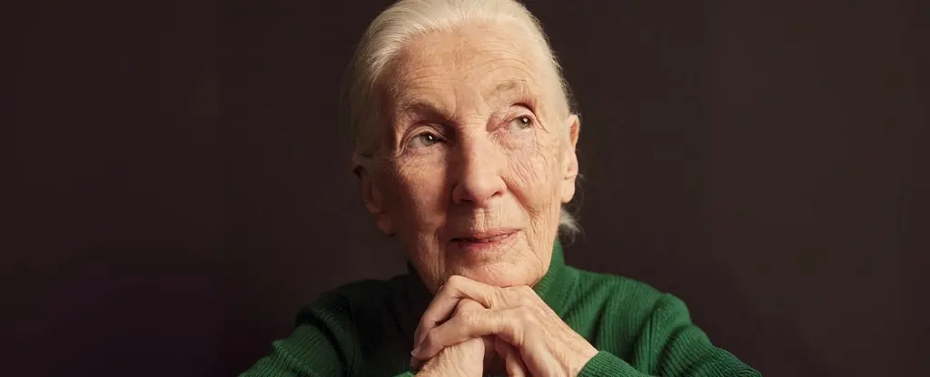 Dünyaca Ünlü Primatolog Jane Goodall 91 Yaşında Vefat Etti: Bilim Dünyasına İz Bırakan Bir Miras