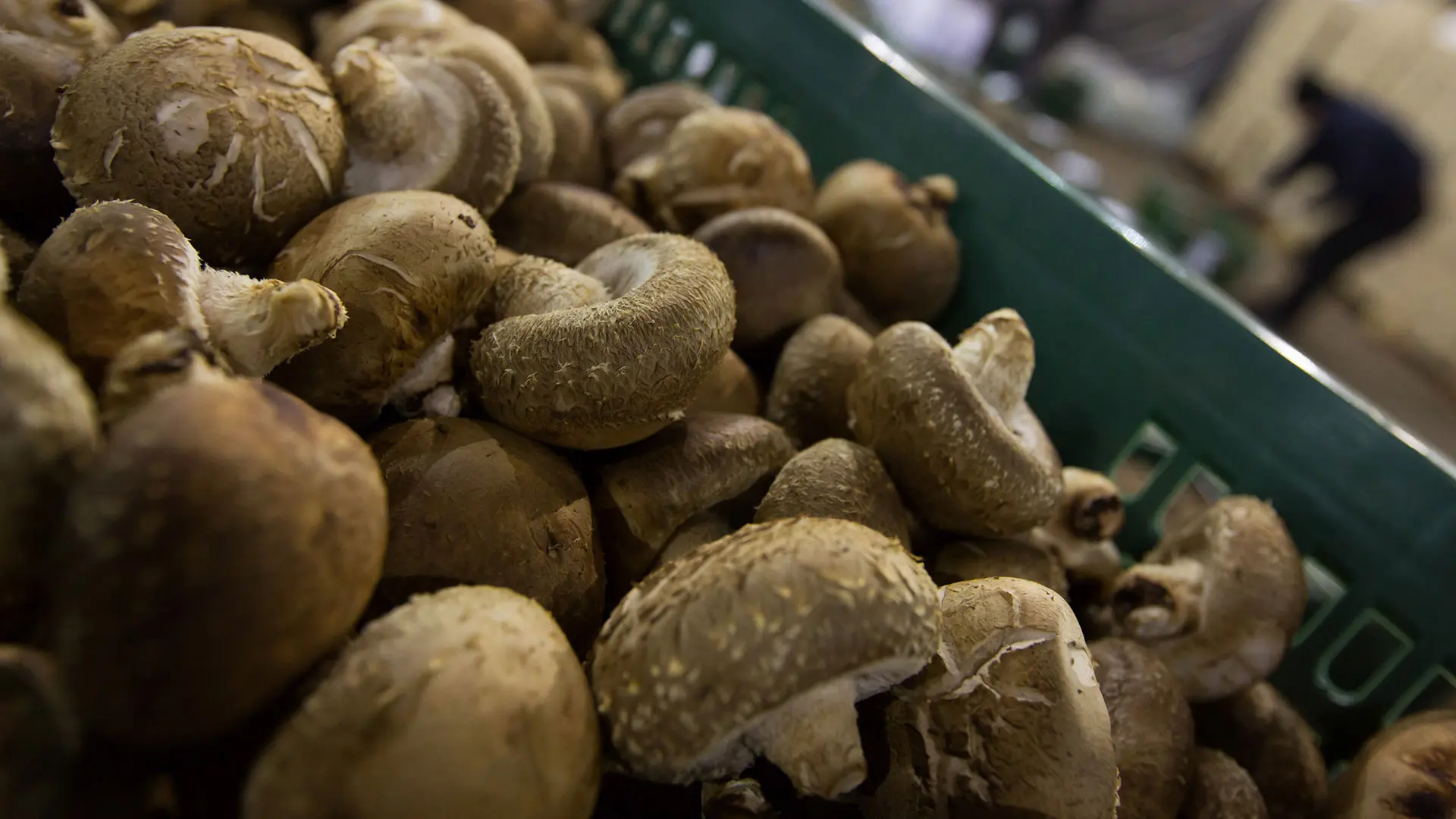 Mantarlardan Bilgisayar Yapıldı: Shiitake Jamuru ile Tanışın!