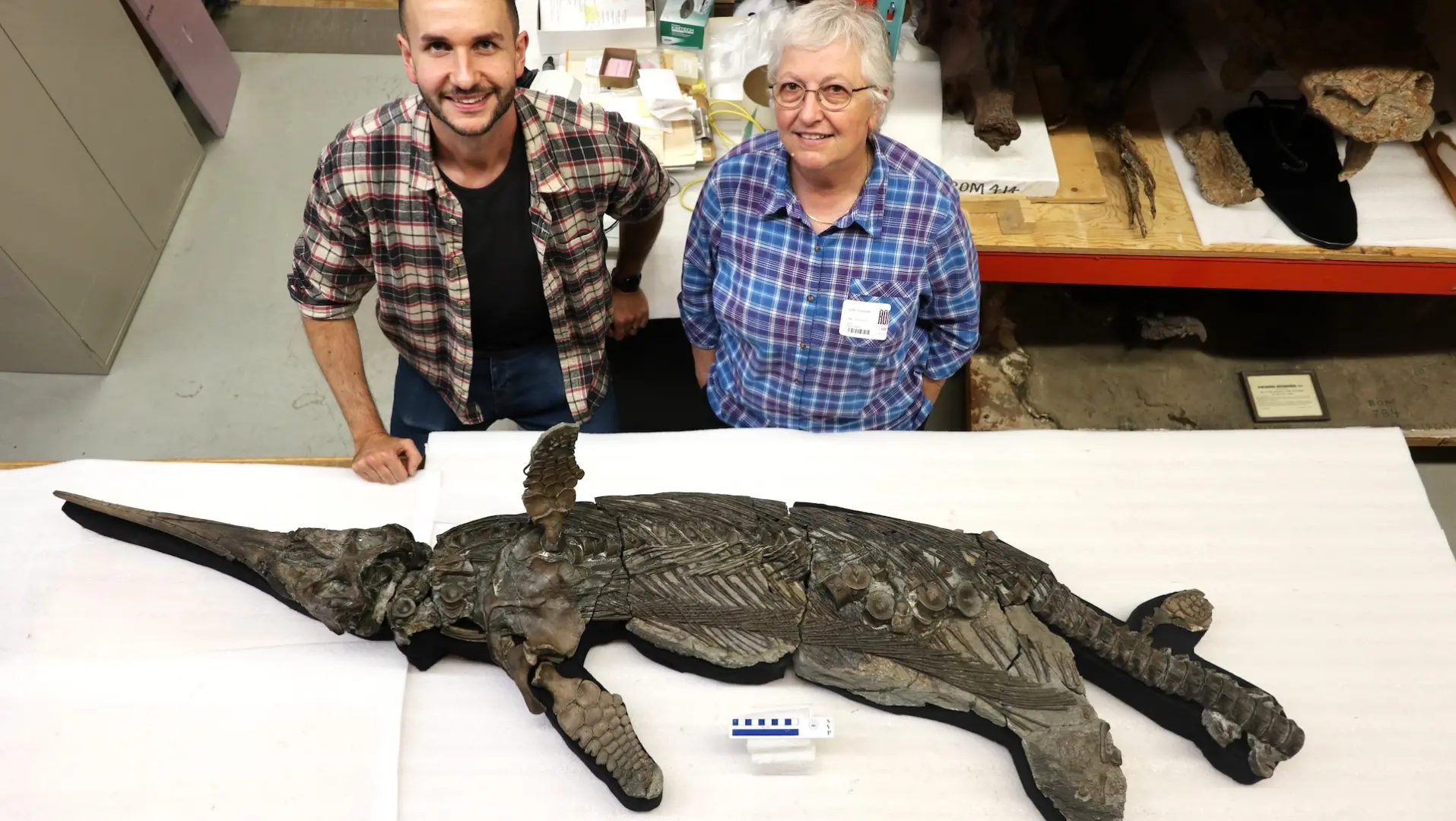 Jurassic Dönemi'nin Kılıç Taklitçi Ejderhası: Evrimsel Gizemi Aydınlatabilir