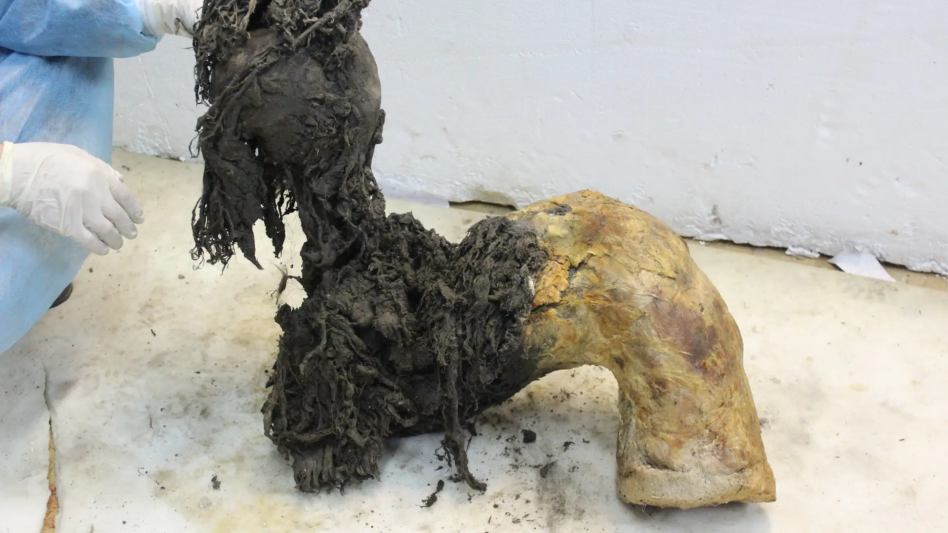 Tarih Yeniden Yazılıyor: Mamut RNA'sı İlk Kez Sekanslandı!