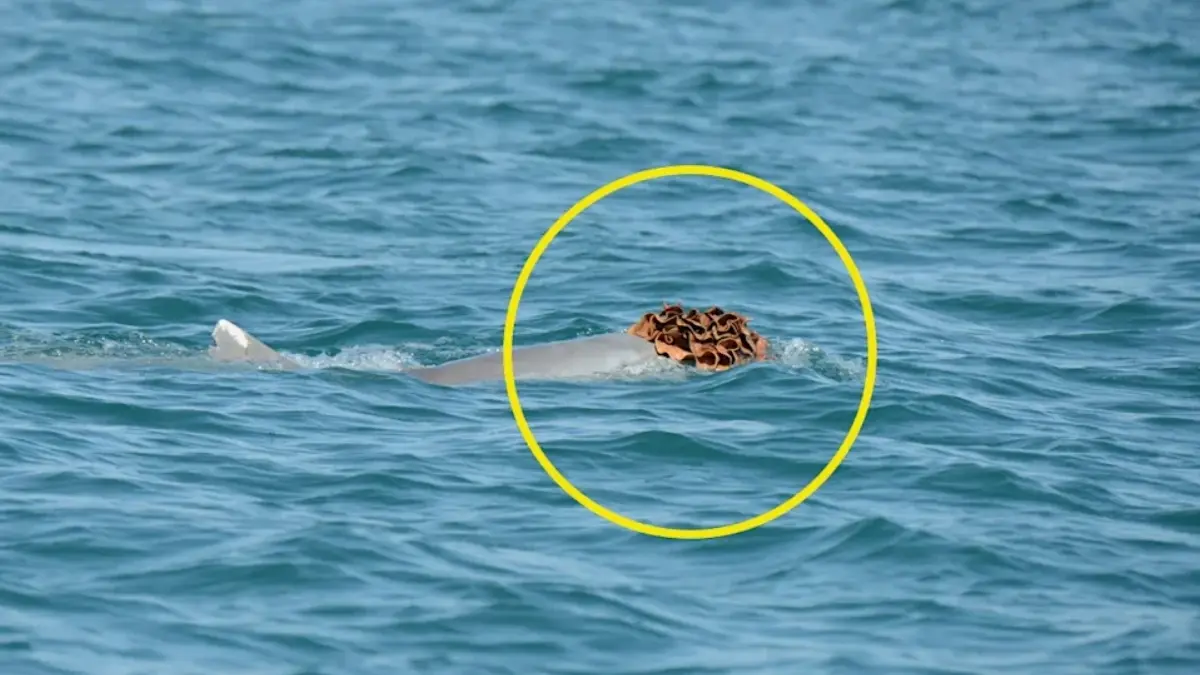 Erkek Yunuslar Aşkı İçin Sünger Şapkalarla Görüldü!