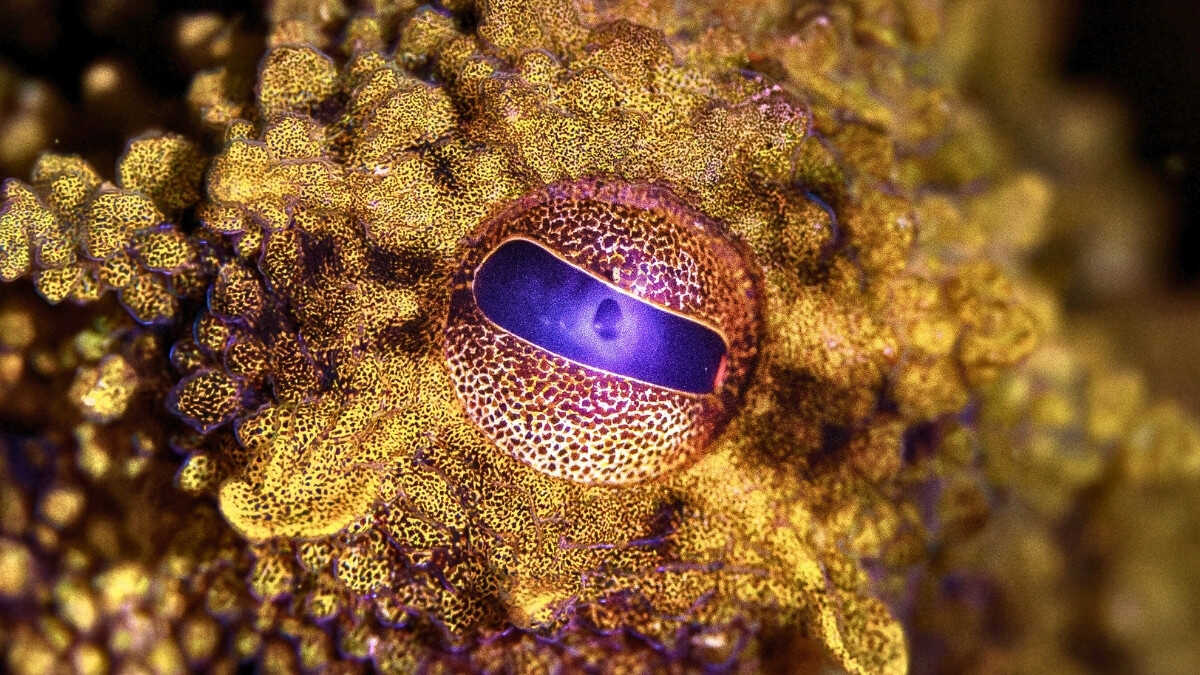 Ahtapotların Gizemli 'Süper Gücü' Taklit Ediliyor: Nadir Bir Pigment Üretildi!